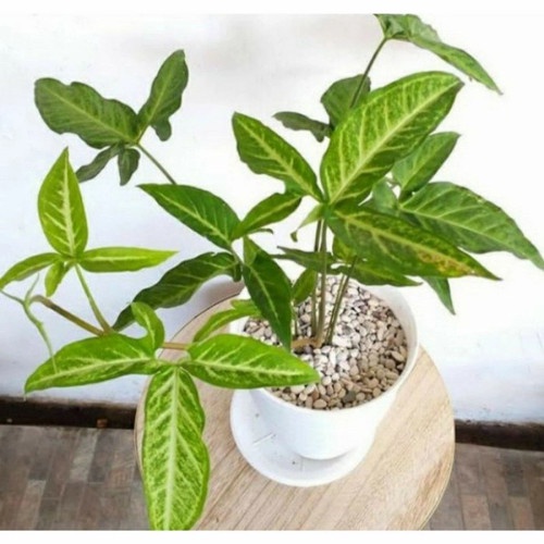 Syngonium Angustatum Little Star