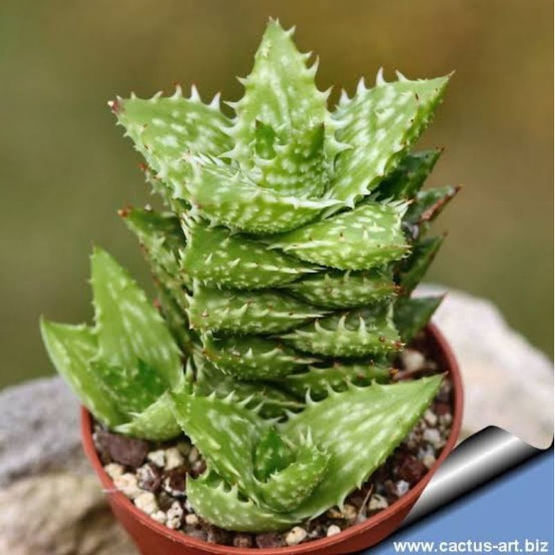 Sukulen Aloe Juvenna / Tigertooth aloe