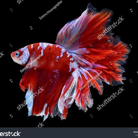 Terlaris Produk Terlaris Hobi Para Artis Koleksi Cupang Halfmoon Nemo Fancy Dll