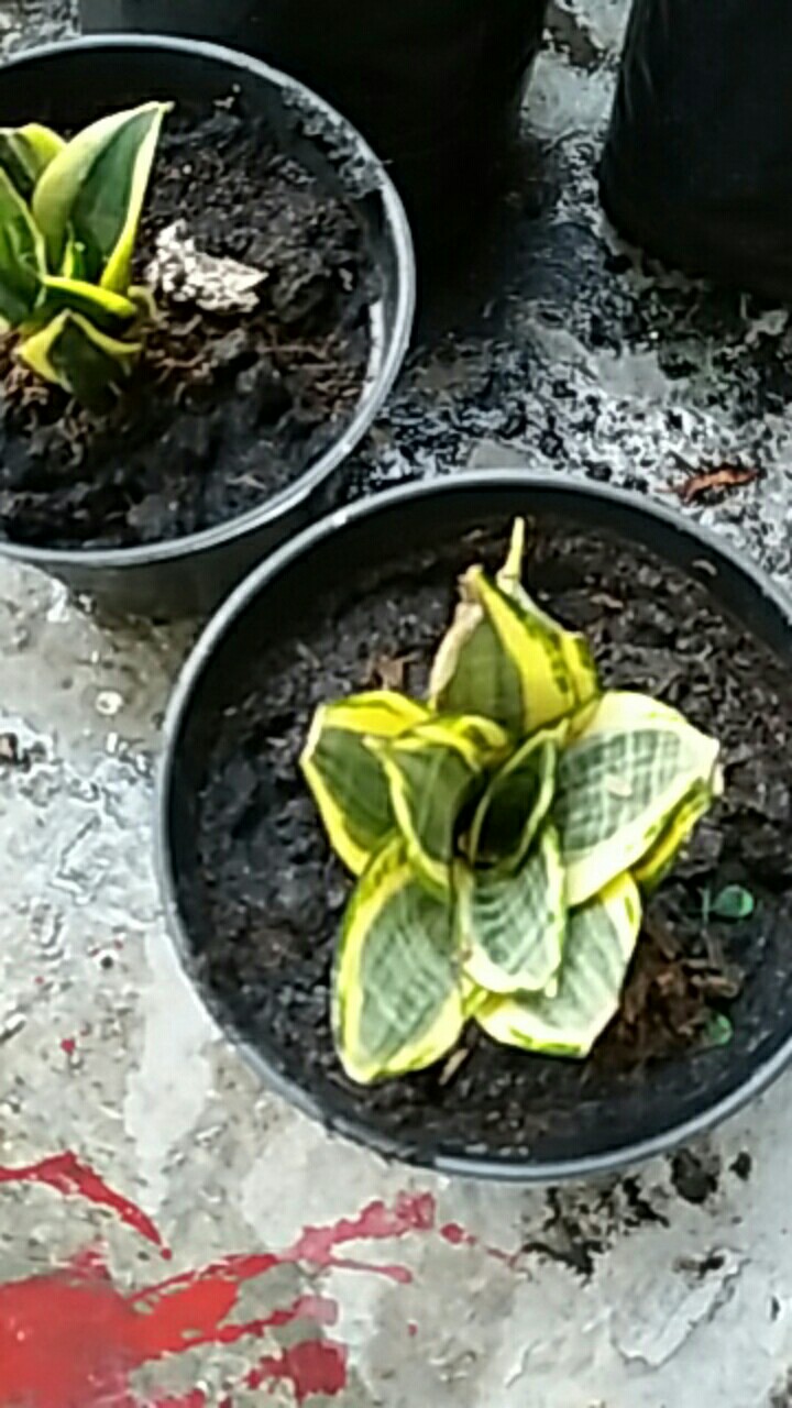 Tanaman Hias Sansivera Moon Shine