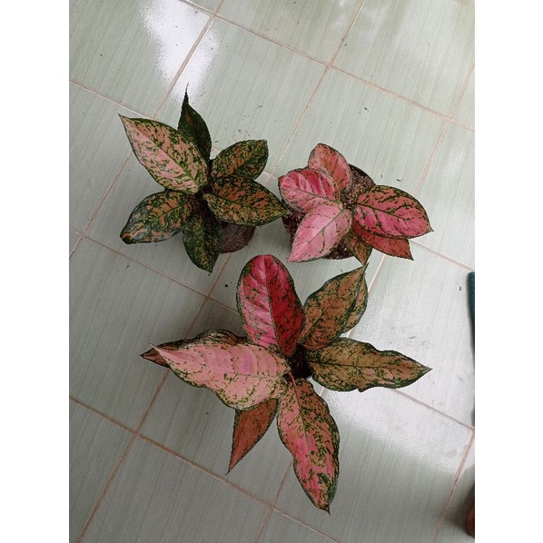 Aglonema Lady Gaga & Lady Valentine & Ruby Orange