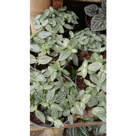 Bunga episia mutiara/fitonia