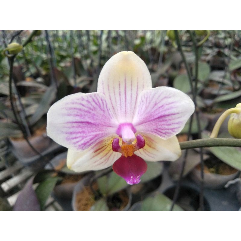 anggrek bulan grade B novelti putih lidah ungu splash phalaenopsis hybrid bunga mini kondisi spike a