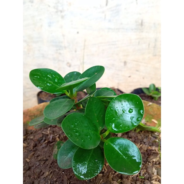 bibit dolar mangkok mikro