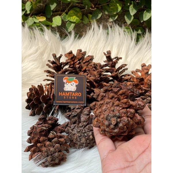 Dried Pine , Pinus Kering Gigitan Hamster / dekorasi kadang hamster