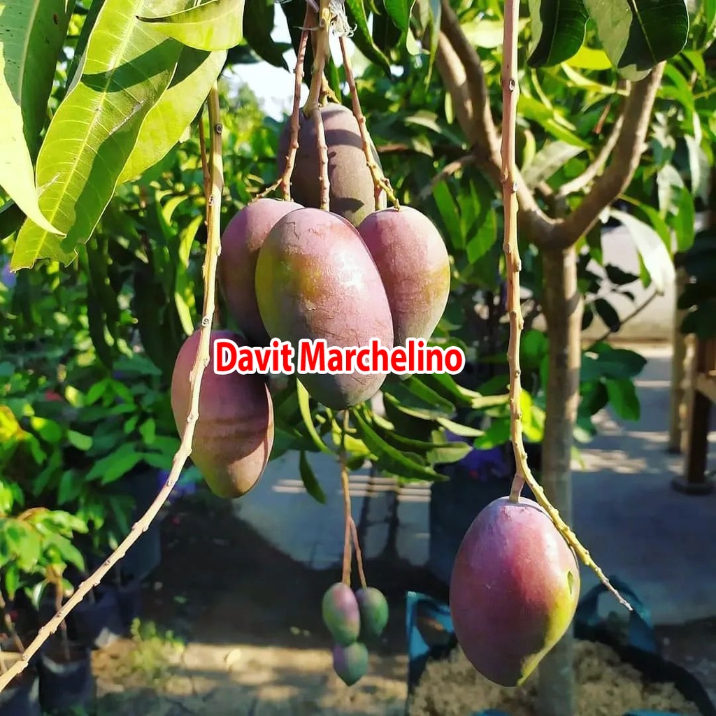 Bibit Mangga Irwin Hasil Okulasi Tinggi 1 Meter