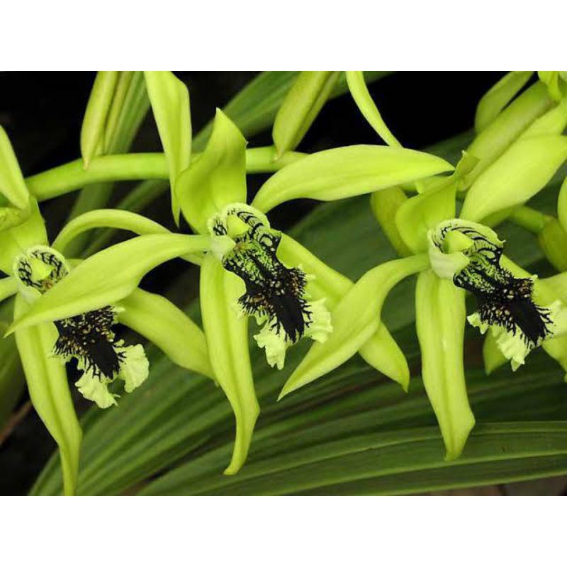 Anggrek hitam kalimantan
