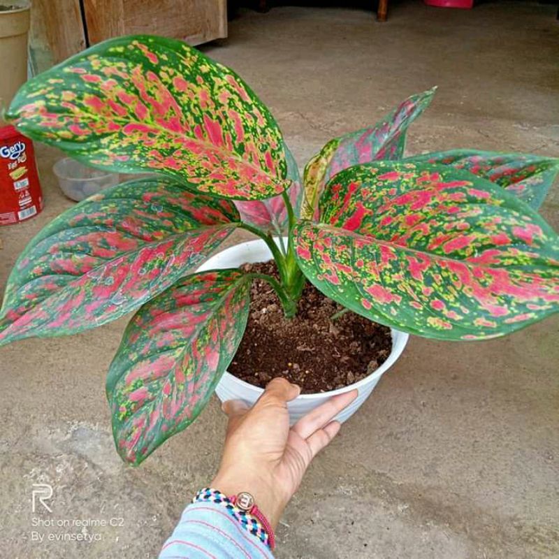 Bunga Aglonema Venus Indukan JUMBO