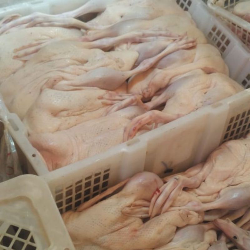

daging bebek hibrida murah meriah