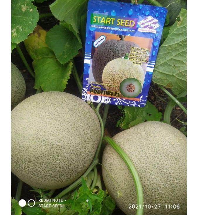 Keluaran Terbaru.. Benih Melon Pratiwi Premium F1 Melon Hibrida Buah manis Kemasan 750 Butir Origina