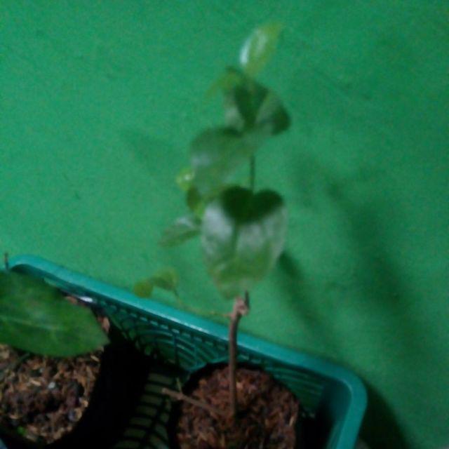 Bibit Bonsai Wahong Laut
