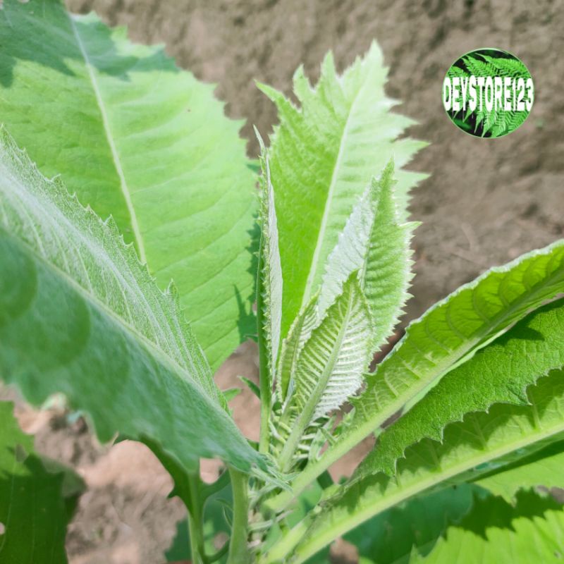 

daun sembung segar per 500 grm