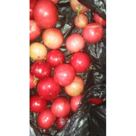 

buah lobi-lobi