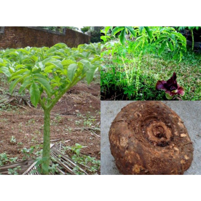 

cimplung suwek segar dari pohon jual mentah⭐⭐⭐⭐⭐