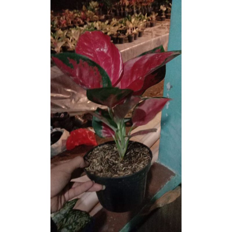 aglonema suksom jaipong aglonema daun merah