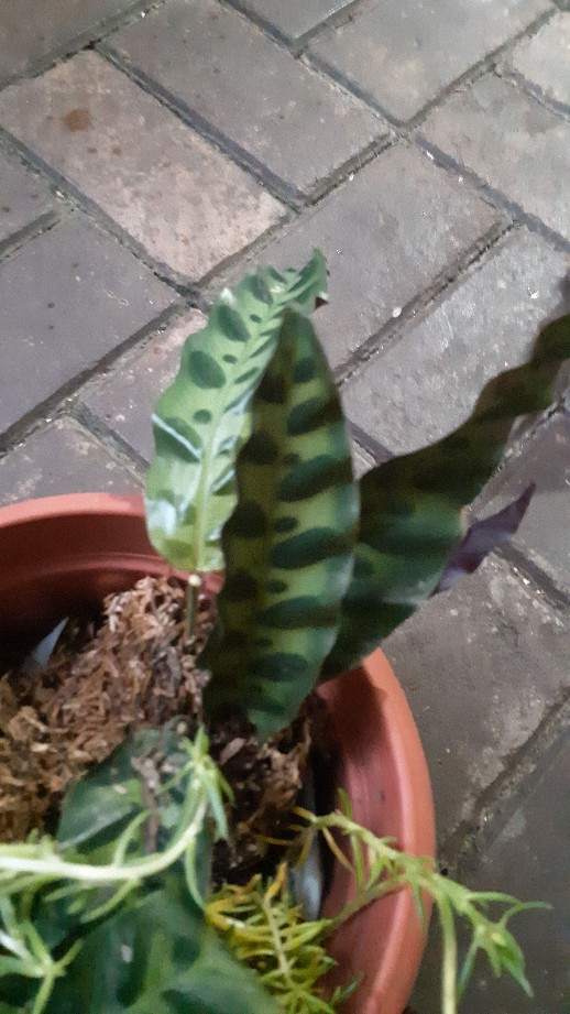 Portulaca Mini Batik Ungu Tumpuk/portulaca Grandiflora Double Petal