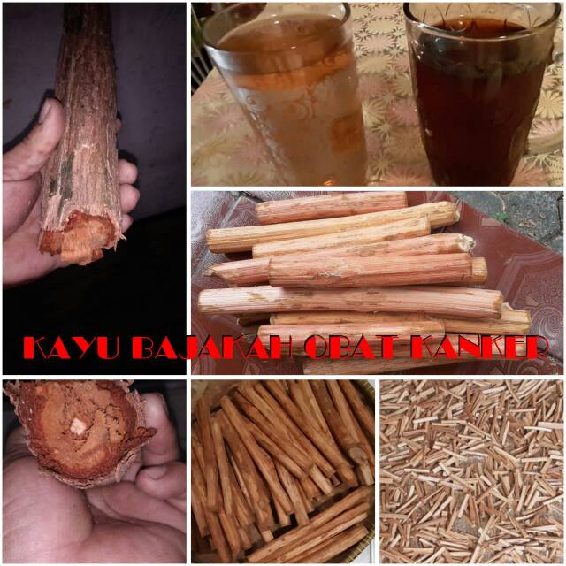 Akar Bajakah Tunggal Obat Kanker Tumor Asli Kalimantan Tengah | Kayu Akar Bajakah 1/4 1/2 1 Kg
