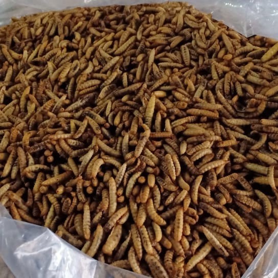 Pakan Ikan Predator Maggot BSF 1 KG