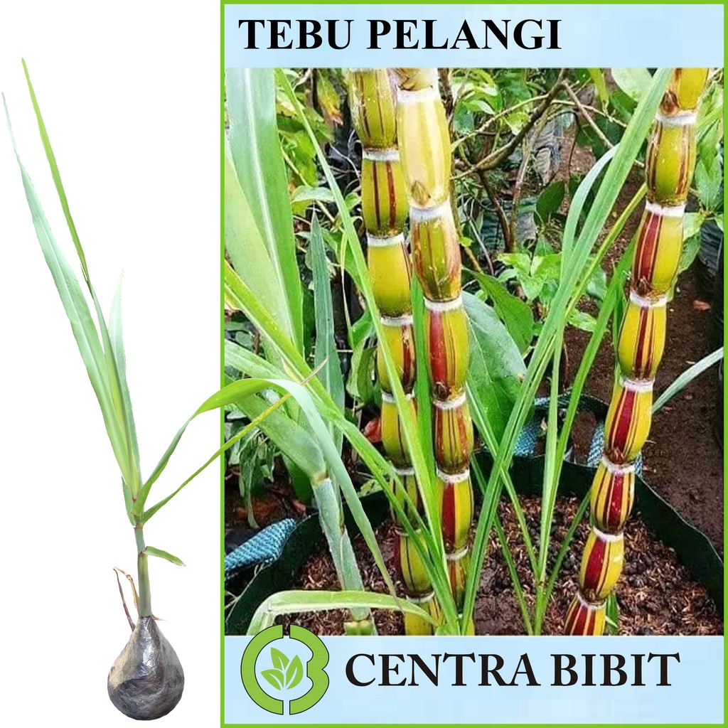Tanaman Tebu Pelangi