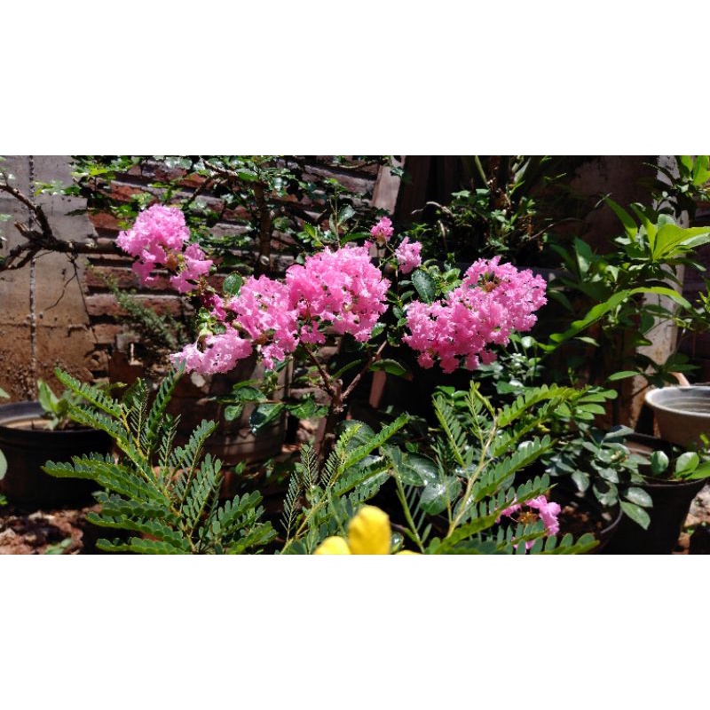 Bibit bunga sakura lokal.