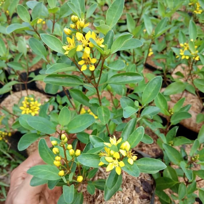 tanaman hias hujan emas - hujan emas - pohon hujan emas