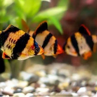 Ikan hias Sumatra barb
