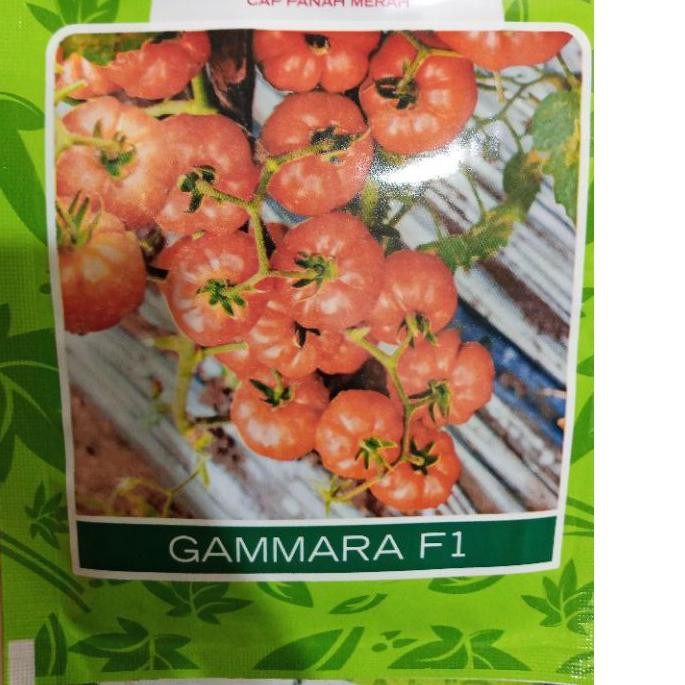 

>Memuaskan tomat mawar gamara isi 1750 butir ...!!