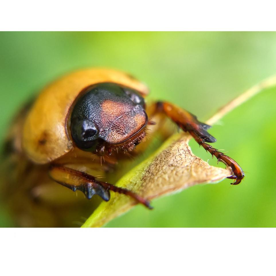 ♣ Lensbong / Lensa Prosumer Macro Extreme / Extrime ✲♀✲.AIY955