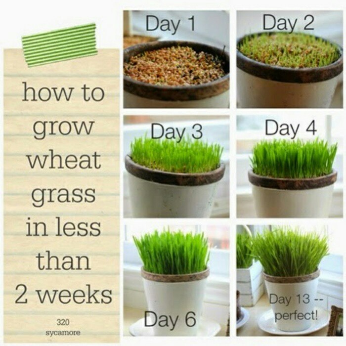 

Wheatgrass seeds (biji rumput gandum) 250Gr sehat, murah