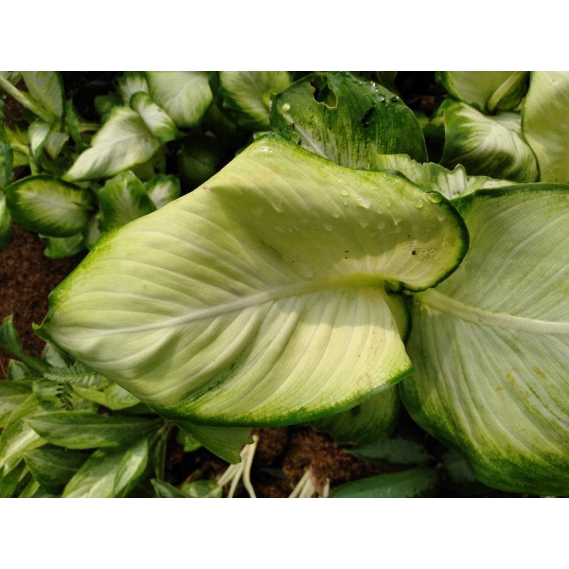 Belanceng tisu-AGLONEMA ACOUSTIC-Belanceng akustik tanaman hias putih real pick