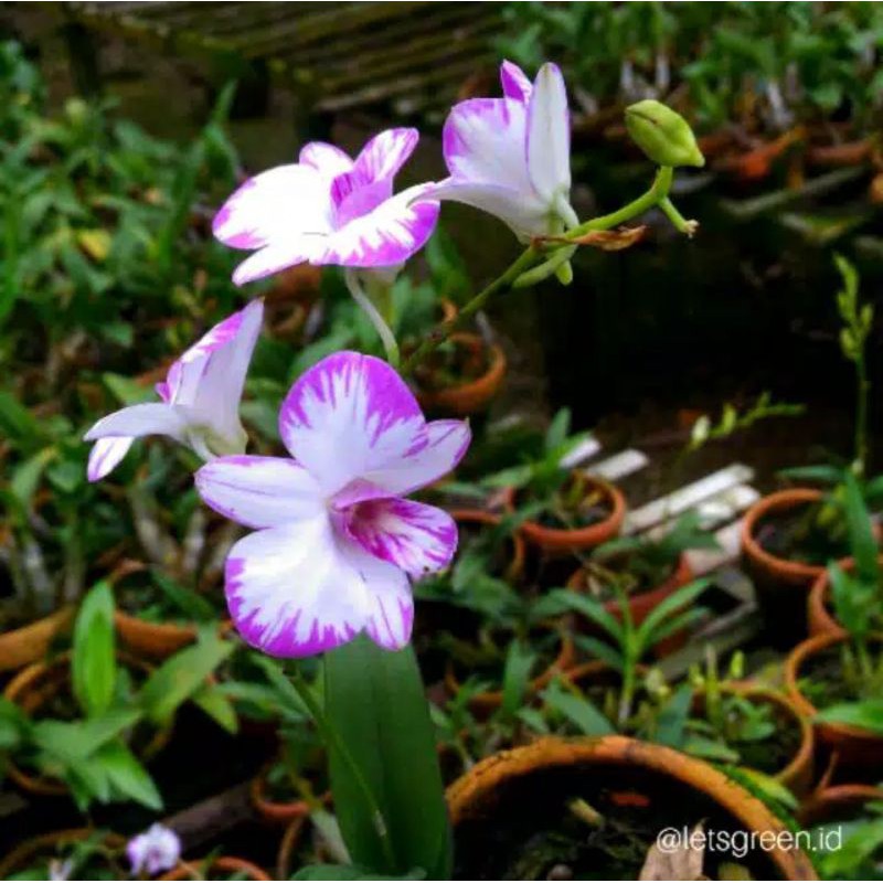 Seedling Anggrek Dendrobium Enobi Splash-tanaman hidup-bunga anggrek hidup-tanaman hias hidup-bunga 