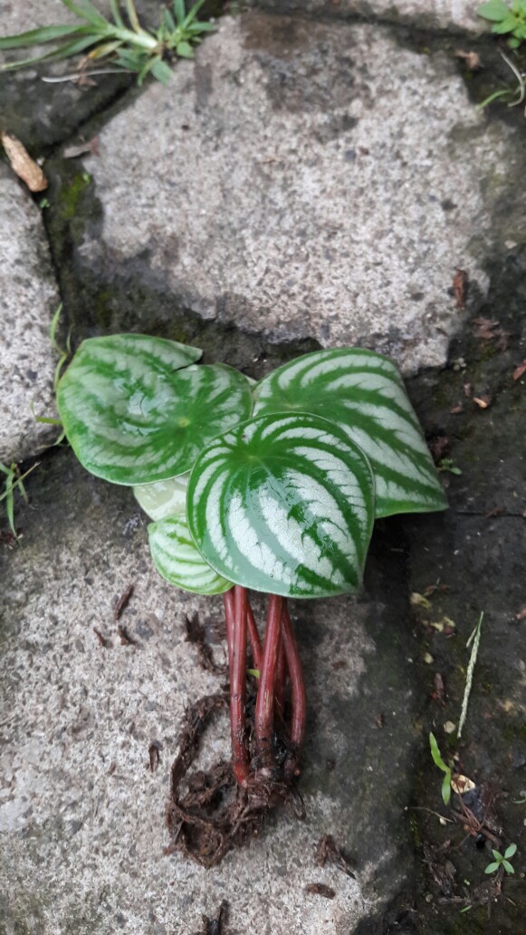 Tanaman Hias Peperomia Water Melon