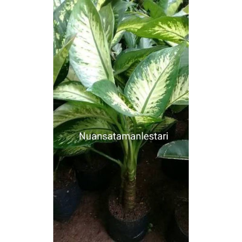 Tanaman Hias Blanceng zebra/pohon Blanceng zebra