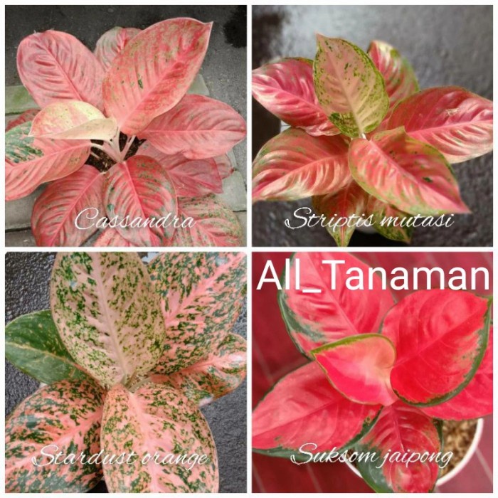 Paket 4 Bonggol Aglonema Cassandra - Striptis Mutasi - Stardust Orange Fokari_berkah