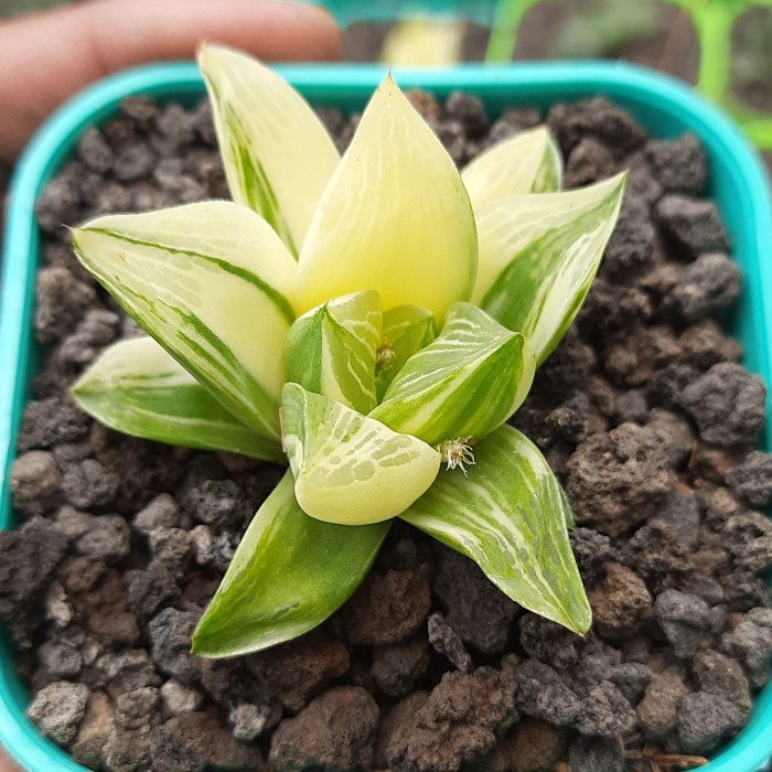 

haworthia retusa varigata