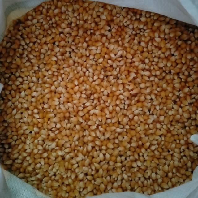 

Jagung pop corn