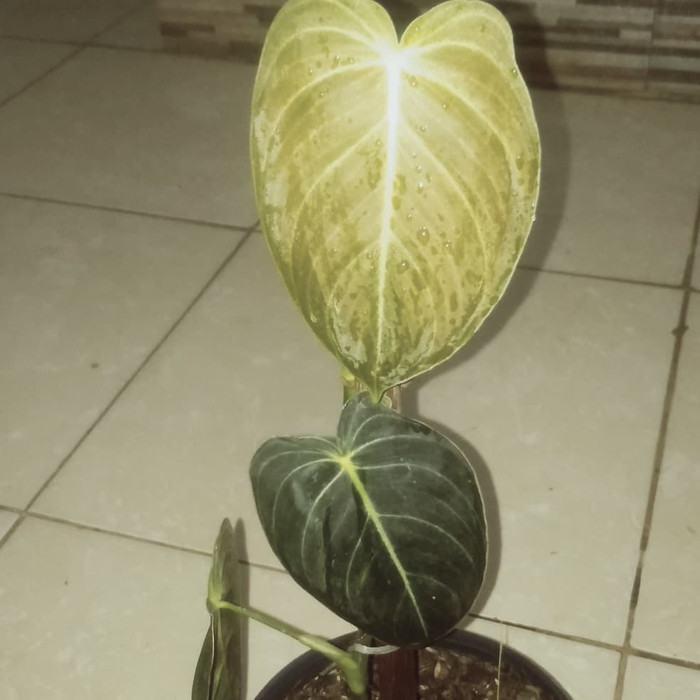 MURAH tanaman milano..