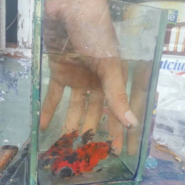 ikan hias mas koki demekin calico
