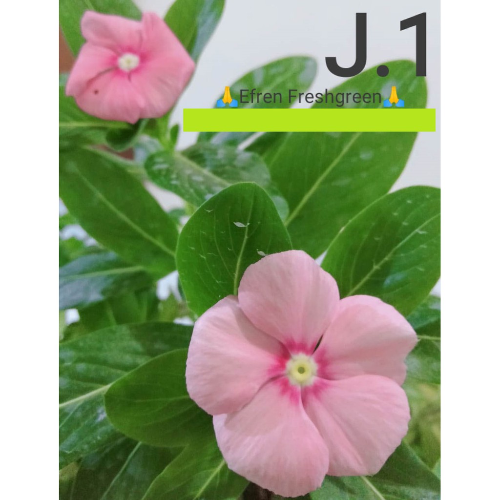 BIJI BUNGA VINCA JUNTAI FRESH SEED