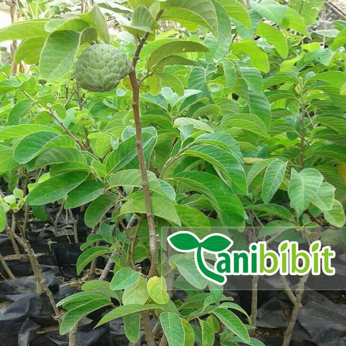 Bibit Pohon Buah Srikaya Besar - Pohon Buah Srikaya Besar Jumbo