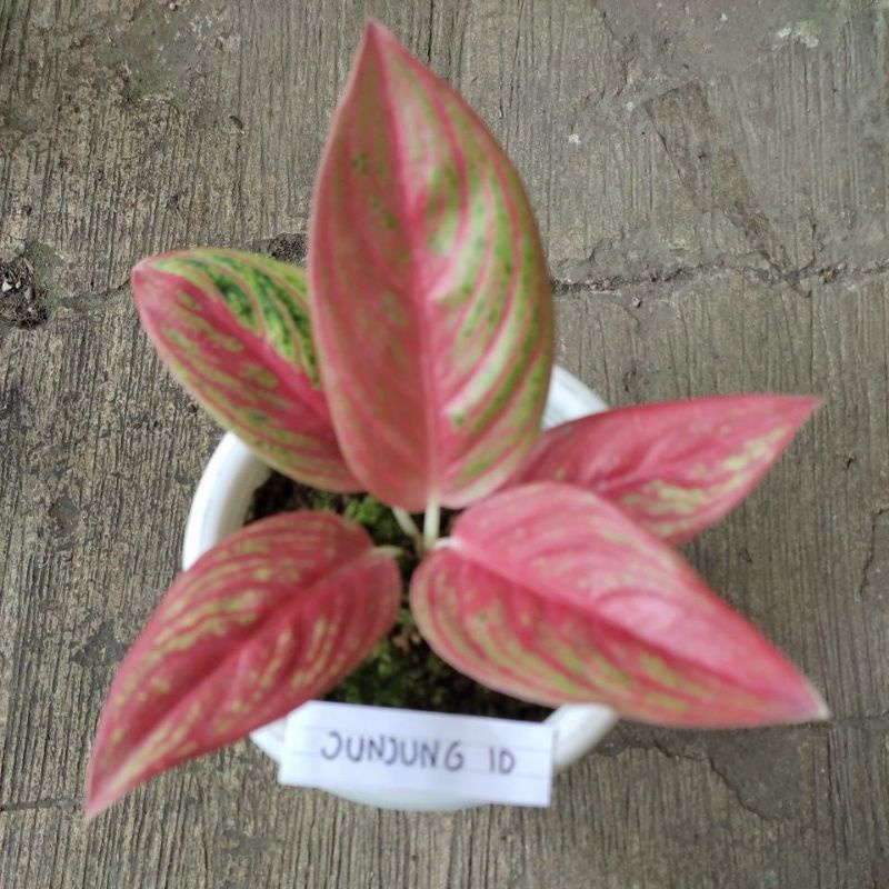 Anakan Aglonema Red Legacy merah tulang ikan (RARE) berdaun 1-3 helai