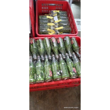 anggrek botol dendrobium spectabile