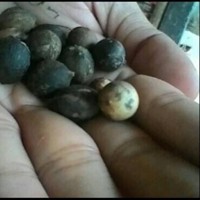 Bibit palem bismark biji palem bismark benih biji palem