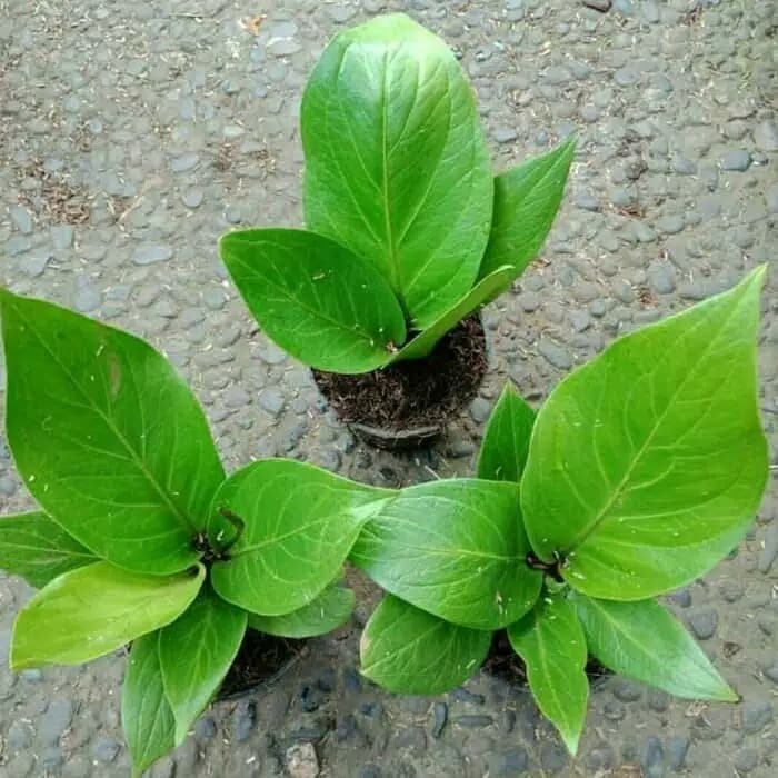 tanaman hias anthurium jemani cobra - anthurium jemani cobra