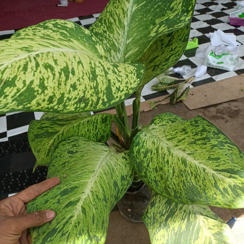 aglonema anggun ayu super induk