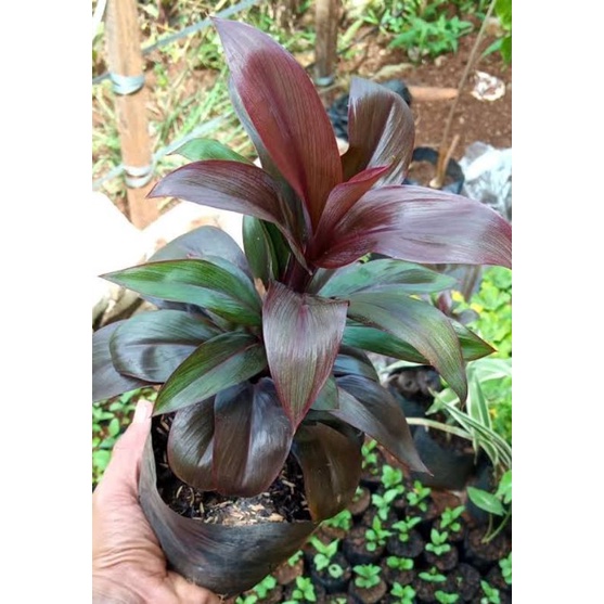 hanjuang hitam/andong hitam/tanaman hias andong/pohon andong/pohon hanjuang hitam