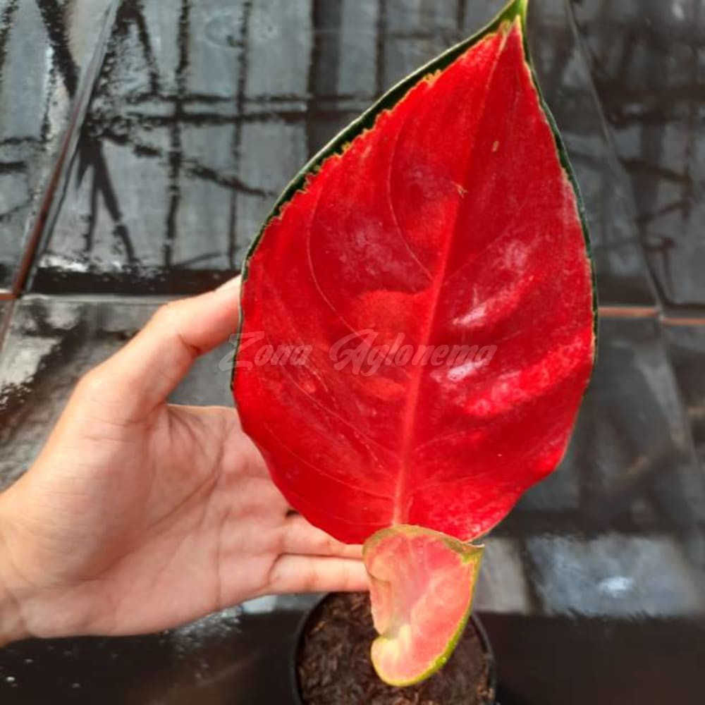 COD BISA CO SUKSOM JAIPONG STANG PENDEK BIBIT 2-3 DAUN (TANAMAN HIAS ZONA AGLONEMA THAILAND)