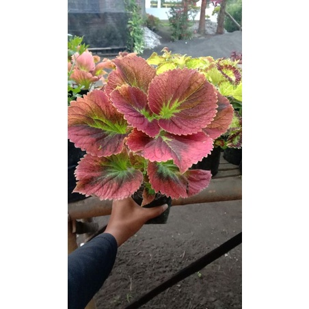 Tanaman Hias Miana Premium Langka Apel Merah