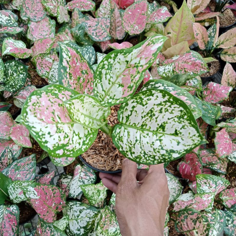 Aglonema Tri Color/tanaman hias aglonema
