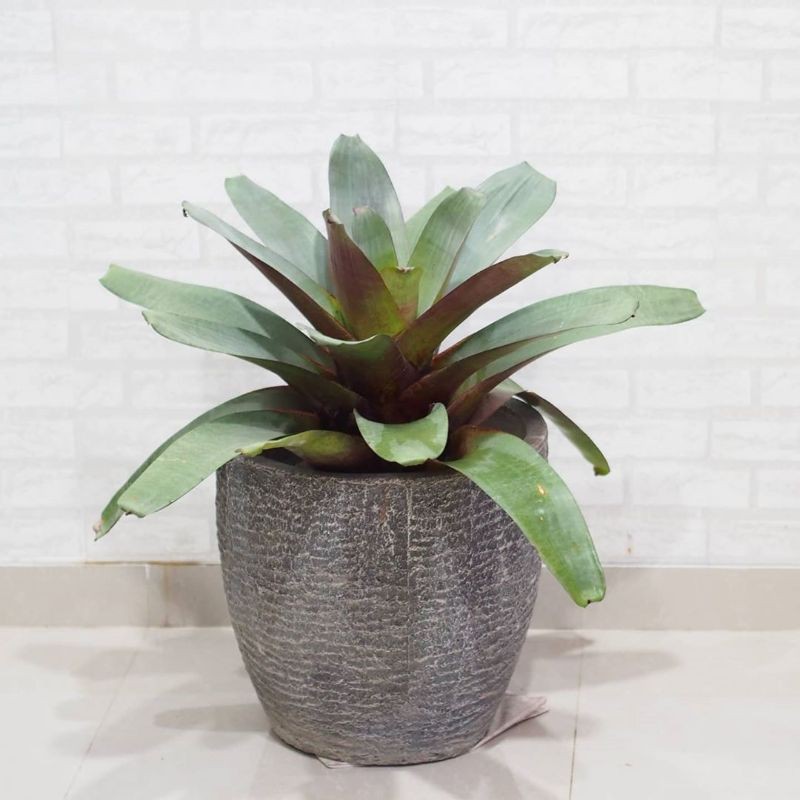 TANAMAN HIAS BROMELIA GIANT MERAH